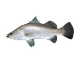 Modha (Barramundi) – 1KG