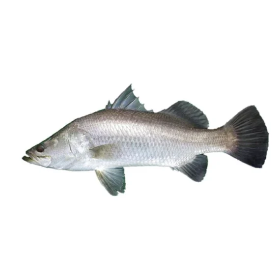 Modha (Barramundi) – 1KG