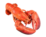 Lobster- KG