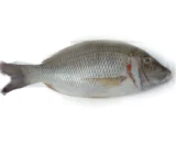 gal-fish