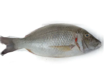 gal-fish