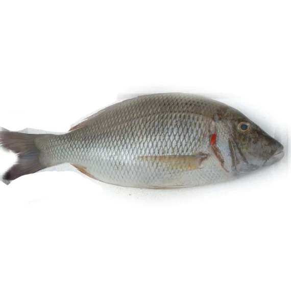 gal-fish