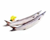 Barracudas (Jeelawa)-1 KG
