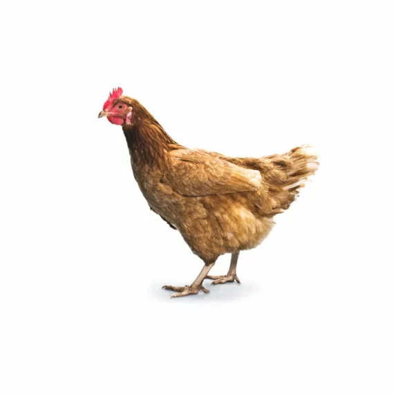 Rooster live