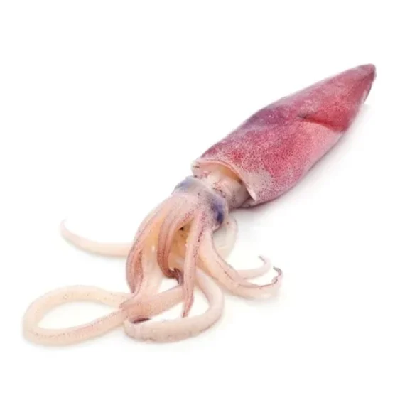 Cuttle Fish -1 KG