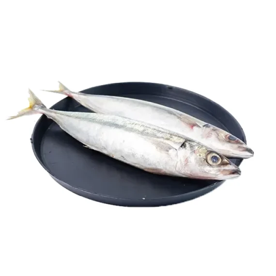 Linno (Modhu)- KG