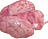 Goat Brain(numbers)