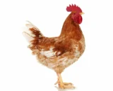 Country Chicken live