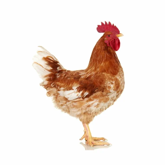 Country Chicken live